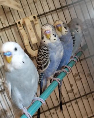 cocorite varie mutazione