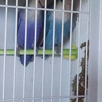 Coppia di inseparabili