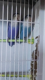 Coppia di inseparabili