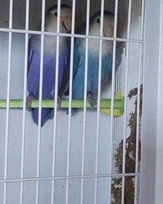 Coppia di inseparabili