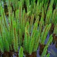 Hippuris vulgaris Pianta per laghetto
