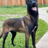 Pastore Belga Malinois