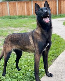 Pastore Belga Malinois