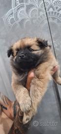 Cuccioli di volpino