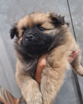 Cuccioli di volpino
