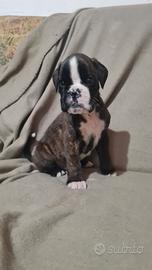 Cuccioli di boxer