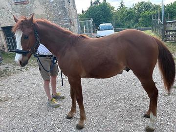 Stalloncino di 1 anno