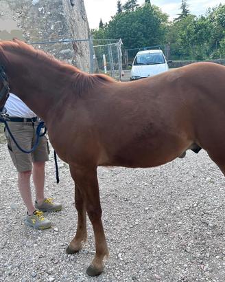 Stalloncino di 1 anno