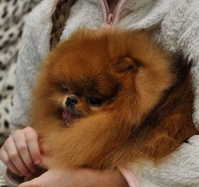 Volpino pomerania Toy ACCOPPIAMENTO rosso PEDIGREE
