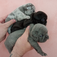 Disponibili cuccioli di bulldog francese esotici