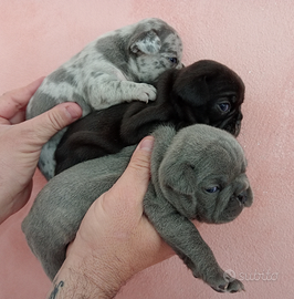 Disponibili cuccioli di bulldog francese esotici
