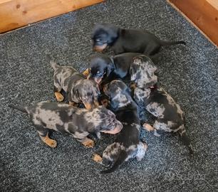Bassotto Merle femmine cucciole con pedigree ENCI