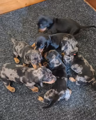 Bassotto Merle femmine cucciole con pedigree ENCI