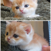 3Meravigliosi cuccioli maschi british shorthair