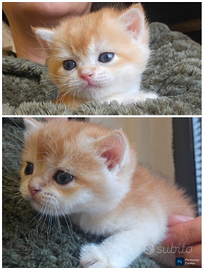 3Meravigliosi cuccioli maschi british shorthair