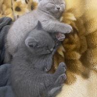 British shorthair