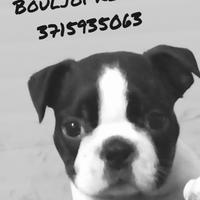 Boston terrier