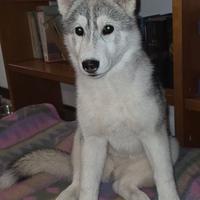 Siberian Husky di 6 mesi con Pedigree