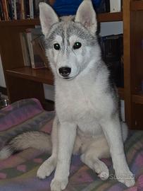 Siberian Husky di 6 mesi con Pedigree