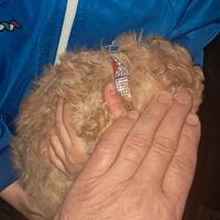 Barboncino ultimo rimasto