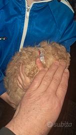 Barboncino ultimo rimasto