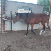 Puledra 3 anni AA unire