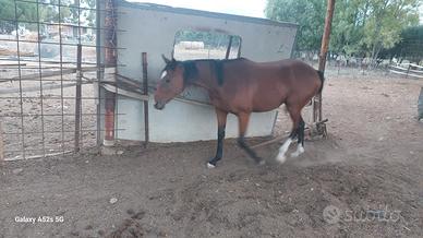 Puledra 3 anni AA unire