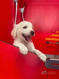 Cucciolo maschio miele Due mesi
