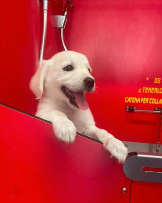 Cucciolo maschio miele Due mesi