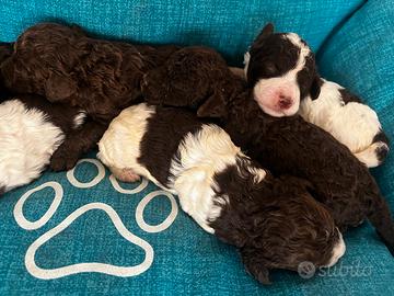 Cuccioli di lagotto romagnolo