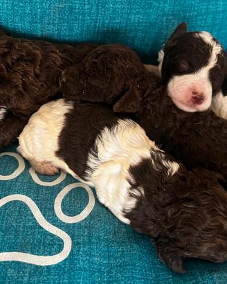 Cuccioli di lagotto romagnolo