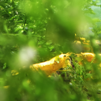 Caridine Yellow Neon