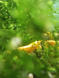 Caridine Yellow Neon