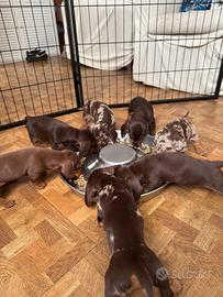 Cuccioli di bassotto