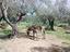 Immagine 6