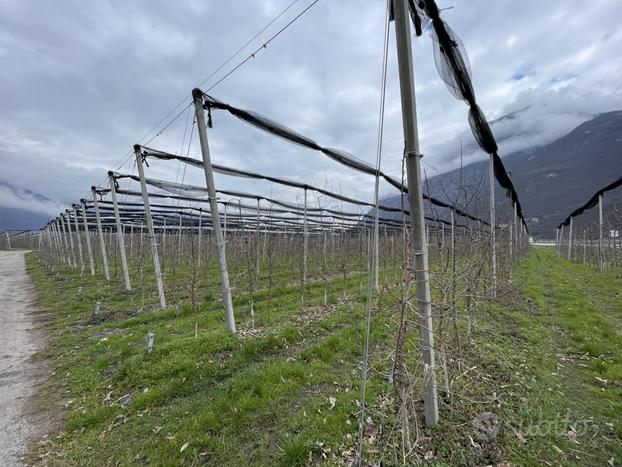 Meleto con reti antigrandine a Salorno