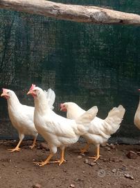 Galline ovaiole Rosse e livornesi