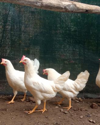 Galline ovaiole Rosse e livornesi