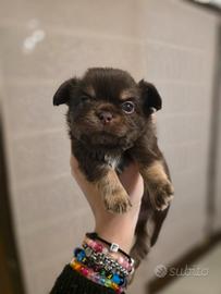 Splendido cucciolo di chihuahua cioccolato