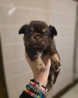 Splendido cucciolo di chihuahua cioccolato
