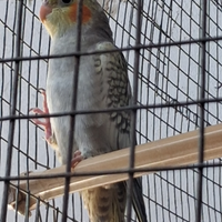 Pappagalli Calopsite coppia