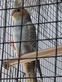 Pappagalli Calopsite coppia