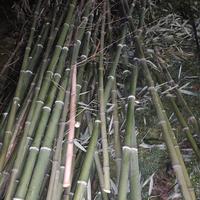 pali di bambù 
