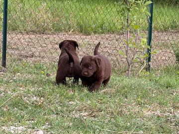 Cucciola Labrador cioccolato