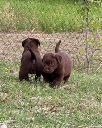 Cucciola Labrador cioccolato