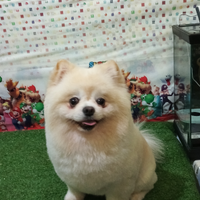 Spitz di Pomerania stallone