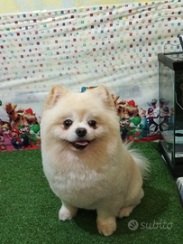 Spitz di Pomerania stallone