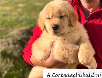 Golden Retriever Americani con Pedigree