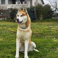 Siberian Husky monta