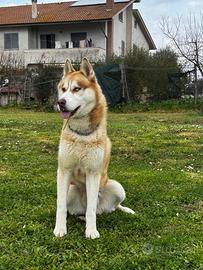Siberian Husky monta